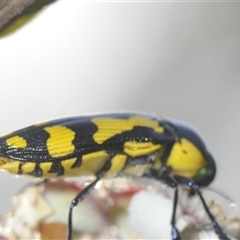 Castiarina octospilota at Denman Prospect, ACT - 19 Nov 2024