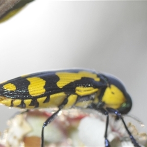 Castiarina octospilota at Denman Prospect, ACT - 19 Nov 2024