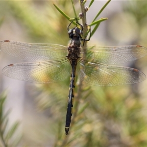 Hemicordulia tau (Tau Emerald) at Fyshwick, ACT by RodDeb