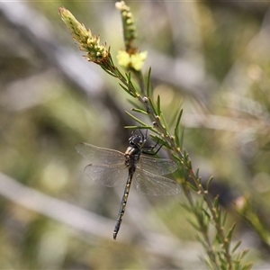 Hemicordulia tau at Fyshwick, ACT - 19 Nov 2024 12:40 PM