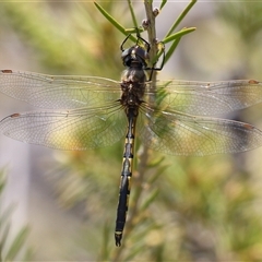 Hemicordulia tau at Fyshwick, ACT - 19 Nov 2024 12:40 PM