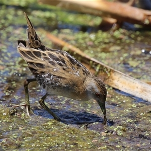 Zapornia pusilla (Baillon's Crake) at Fyshwick, ACT by RodDeb