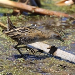 Zapornia pusilla at Fyshwick, ACT - 19 Nov 2024