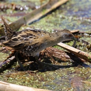 Zapornia pusilla at Fyshwick, ACT - 19 Nov 2024