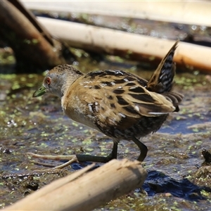 Zapornia pusilla at Fyshwick, ACT - 19 Nov 2024