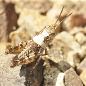 Brachyexarna lobipennis at Denman Prospect, ACT - 19 Nov 2024 02:08 PM