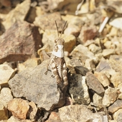 Brachyexarna lobipennis at Denman Prospect, ACT - 19 Nov 2024 02:08 PM