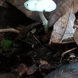 Lepiota s.l. at Pipeclay, NSW - suppressed