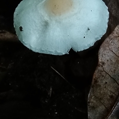 Lepiota s.l. at Pipeclay, NSW - suppressed