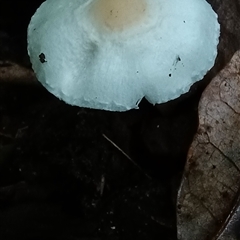 Lepiota s.l. at Pipeclay, NSW - 19 Nov 2024