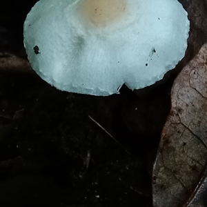 Lepiota s.l. at Pipeclay, NSW - 19 Nov 2024