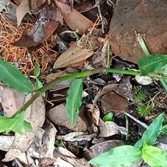 Unidentified Plant at Pipeclay, NSW - 19 Nov 2024 by MVM