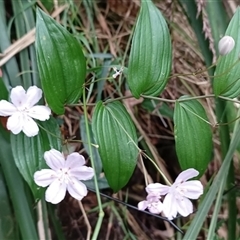 Tripladenia cunninghamii at Pipeclay, NSW by MVM