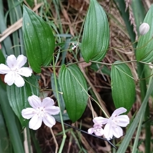 Tripladenia cunninghamii at Pipeclay, NSW - suppressed