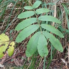 Unidentified Plant at Pipeclay, NSW - 19 Nov 2024 by MVM