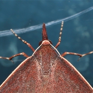 Epidesmia chilonaria at Canberra, ACT - 19 Nov 2024