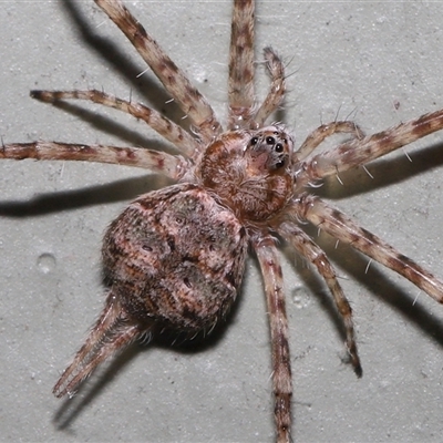 Tamopsis sp. (genus) (Two-tailed spider) at Canberra, ACT - 19 Nov 2024 by TimL