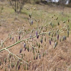 Dianella sp. aff. longifolia (Benambra) (Pale Flax Lily, Blue Flax Lily) at Whitlam, ACT - 19 Nov 2024 by sangio7