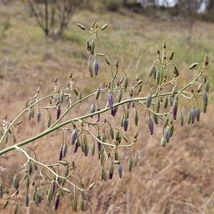 Dianella sp. aff. longifolia (Benambra) at Whitlam, ACT - 19 Nov 2024