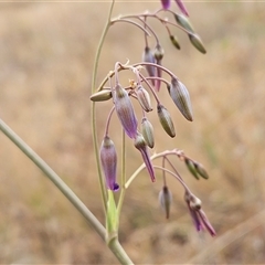 Dianella sp. aff. longifolia (Benambra) at Whitlam, ACT - 19 Nov 2024