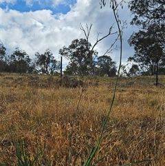 Dianella sp. aff. longifolia (Benambra) at Whitlam, ACT - 19 Nov 2024