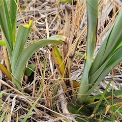 Dianella sp. aff. longifolia (Benambra) at Whitlam, ACT - 19 Nov 2024