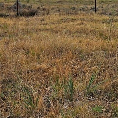 Dianella sp. aff. longifolia (Benambra) at Whitlam, ACT - 19 Nov 2024