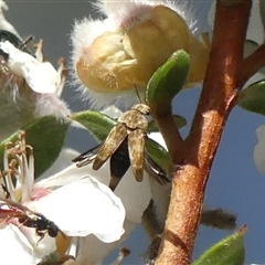 Mordellidae (family) (Unidentified pintail or tumbling flower beetle) at Colo Vale, NSW - 10 Nov 2024 by Curiosity