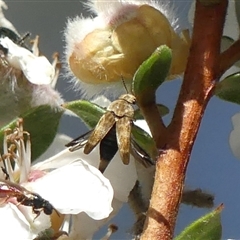 Mordella sp. (genus) at Colo Vale, NSW - 9 Nov 2024 by Curiosity