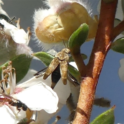 Mordellidae (family) (Unidentified pintail or tumbling flower beetle) at Colo Vale, NSW - 10 Nov 2024 by Curiosity