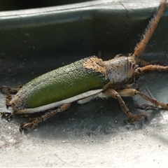 Rhytiphora nigrovirens (Green Longhorn Beetle) at Braemar, NSW - 18 Nov 2024 by Curiosity