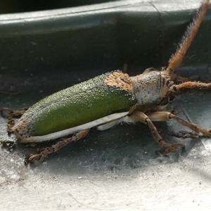 Rhytiphora nigrovirens at Braemar, NSW by Curiosity