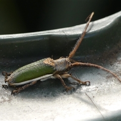 Rhytiphora nigrovirens at Braemar, NSW - 18 Nov 2024