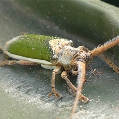 Rhytiphora nigrovirens at Braemar, NSW - 18 Nov 2024