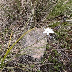 Caesia parviflora var. parviflora (A Grass-lily) at Oallen, NSW - 19 Nov 2024 by mainsprite