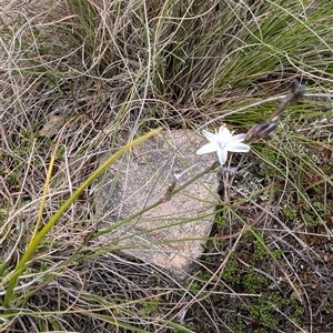 Caesia parviflora var. parviflora at suppressed - 19 Nov 2024