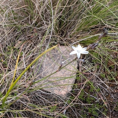 Caesia parviflora var. parviflora (A Grass-lily) at Oallen, NSW - 19 Nov 2024 by mainsprite