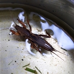 Gryllotalpa sp. (genus) (Mole Cricket) at Unanderra, NSW - 19 Nov 2024 by PaperbarkNativeBees