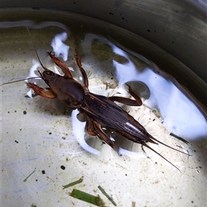 Gryllotalpa sp. (genus) at Unanderra, NSW - suppressed