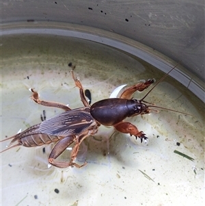 Gryllotalpa sp. (genus) at Unanderra, NSW - suppressed