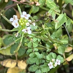 Rorippa nasturtium-aquaticum at Macnamara, ACT - 20 Nov 2024