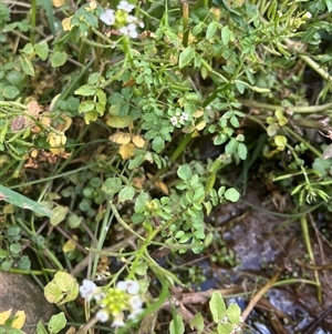 Rorippa nasturtium-aquaticum at Macnamara, ACT - 20 Nov 2024