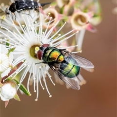 Chrysomya sp. (genus) (A green/blue blowfly) at Penrose, NSW - 16 Nov 2024 by Aussiegall