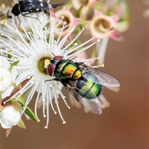 Chrysomya sp. (genus) at Penrose, NSW - 16 Nov 2024