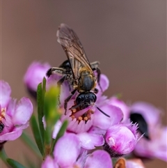 Lasioglossum sp. (genus) (Furrow Bee) at Penrose, NSW - 16 Nov 2024 by Aussiegall