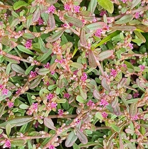 Polygonum plebeium at Isaacs, ACT - 20 Nov 2024