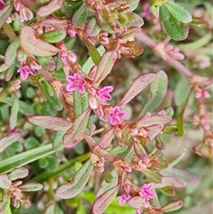 Polygonum plebeium at Isaacs, ACT - 20 Nov 2024 10:01 AM