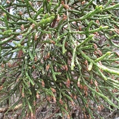 Athrotaxis cupressoides (Pencil Pine) at Cradle Mountain, TAS - 6 Nov 2024 by LyndalT