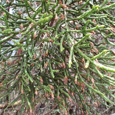 Athrotaxis cupressoides (Pencil Pine) at Cradle Mountain, TAS - 6 Nov 2024 by LyndalT
