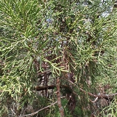Athrotaxis cupressoides at Cradle Mountain, TAS - 6 Nov 2024 02:36 PM